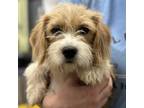 Adopt Russell a Terrier