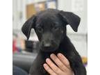 Adopt Fayes Little Pumpkins_1 a German Shepherd Dog, Labrador Retriever