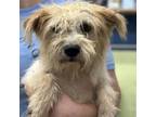Adopt Murphy a Terrier