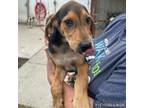 Adopt Garth a Coonhound