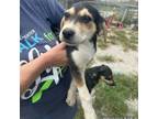 Adopt Vader a Coonhound