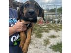 Adopt Kermit a Coonhound