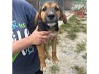 Adopt Waldo a Coonhound