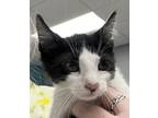 Adopt Briar a Domestic Short Hair