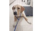 Adopt Barley a Labrador Retriever