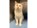 Adopt Julien a Domestic Short Hair