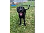 Adopt Ricky a Black Labrador Retriever
