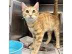 Adopt Cheddar a Domestic Short Hair