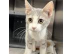 Adopt Mack a Domestic Short Hair