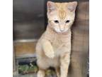 Adopt Flame a Domestic Short Hair