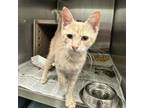 Adopt Chuck a Domestic Short Hair