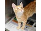 Adopt Bernie a Domestic Short Hair