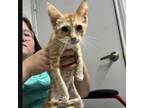 Adopt Uno a Domestic Short Hair
