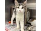 Adopt Norris a Domestic Medium Hair