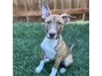 Adopt Huck a Terrier