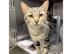 Adopt Swoop a Domestic Short Hair