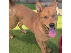 Adopt Achilles a Carolina Dog, Husky
