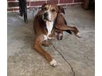 Adopt Ranger a Airedale Terrier