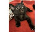 Adopt Quincey a Domestic Medium Hair