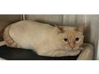 Adopt Thomas a Domestic Short Hair