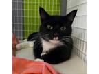 Adopt Boots a Domestic Short Hair