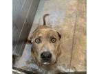 Adopt Jiggy a Mixed Breed