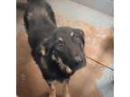 Adopt Rye a Mixed Breed