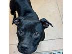 Adopt Renso a Mixed Breed