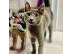 Adopt Oscar a Russian Blue, Domestic Short Hair