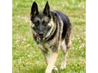 Adopt Prince a German Shepherd Dog