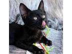 Adopt Ford a Domestic Short Hair