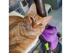 Adopt Wonton a Domestic Short Hair