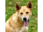 Adopt Gordy a Mixed Breed