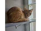 Adopt Kung Pao a Domestic Short Hair