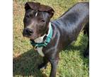 Adopt Kurt Cobain a Mixed Breed