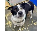 Adopt Patches a Border Collie, Mixed Breed