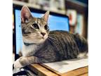 Adopt Wilbur a Domestic Short Hair