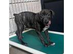 Adopt Scott Weiland a Mixed Breed
