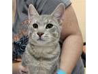 Adopt Bernard a Domestic Short Hair