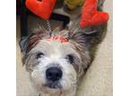 Adopt Poppa a Mixed Breed