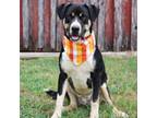 Adopt Sparky a Mixed Breed
