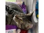 Adopt Samson a Domestic Short Hair