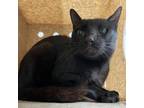 Adopt feralwild24081752 a Domestic Short Hair