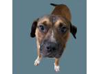Adopt TUSC-Stray-tu54 a Boxer, Pit Bull Terrier