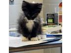 Adopt Simpson a Domestic Medium Hair