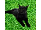 Adopt TUSC-Stray-tu2476 a Domestic Short Hair