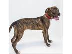 Adopt TUSC-Stray-tu48 a Labrador Retriever, Terrier