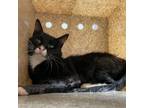 Adopt feralwild2408172474 a Domestic Short Hair