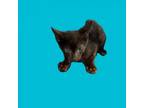 Adopt TUSC-Stray-tu49 a Domestic Short Hair