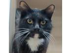 Adopt Selma a Domestic Medium Hair